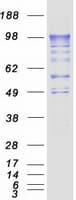 Human PDE4A / PDE4 Protein (Recombinant Myc-DDK (Flag))