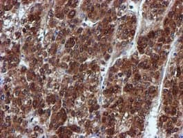 SPR Antibody (clone OTI2C6)