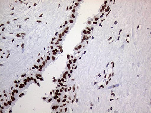 RING1 Antibody (aa88-362, clone OTI3G7, Carrier-free)