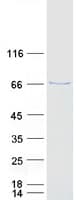 Human CRY1 Protein (Recombinant Myc-DDK (Flag))