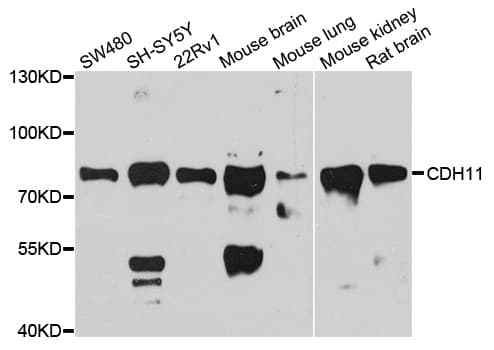 CDH11 / Cadherin 11 Antibody