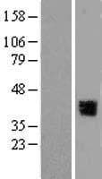 GRHL3 Protein (Over-Expression Lysate Myc-DDK (Flag))