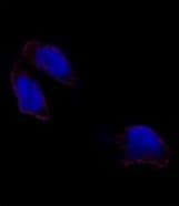 Polyclonal Rabbit anti-Human POU5F1 / OCT4 Antibody (aa1-30, IF, WB)