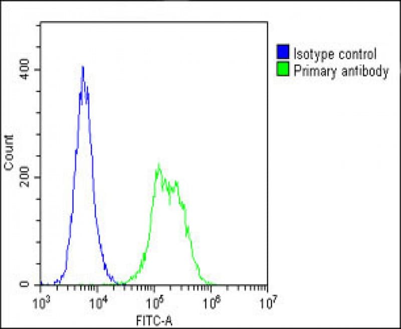 Polyclonal Rabbit anti-Human Tubulin beta-5 chain Antibody (IHC, IF, WB)