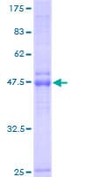 Human LAPTM4B Protein (Recombinant GST)