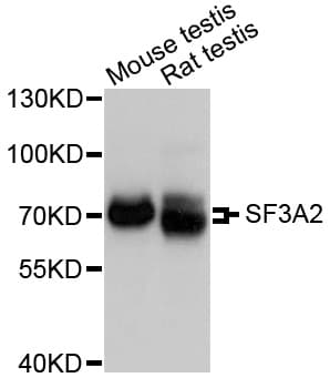 SF3A2 / SF3a66 Antibody