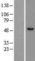 TRMT5 Protein (Over-Expression Lysate Myc-DDK (Flag))