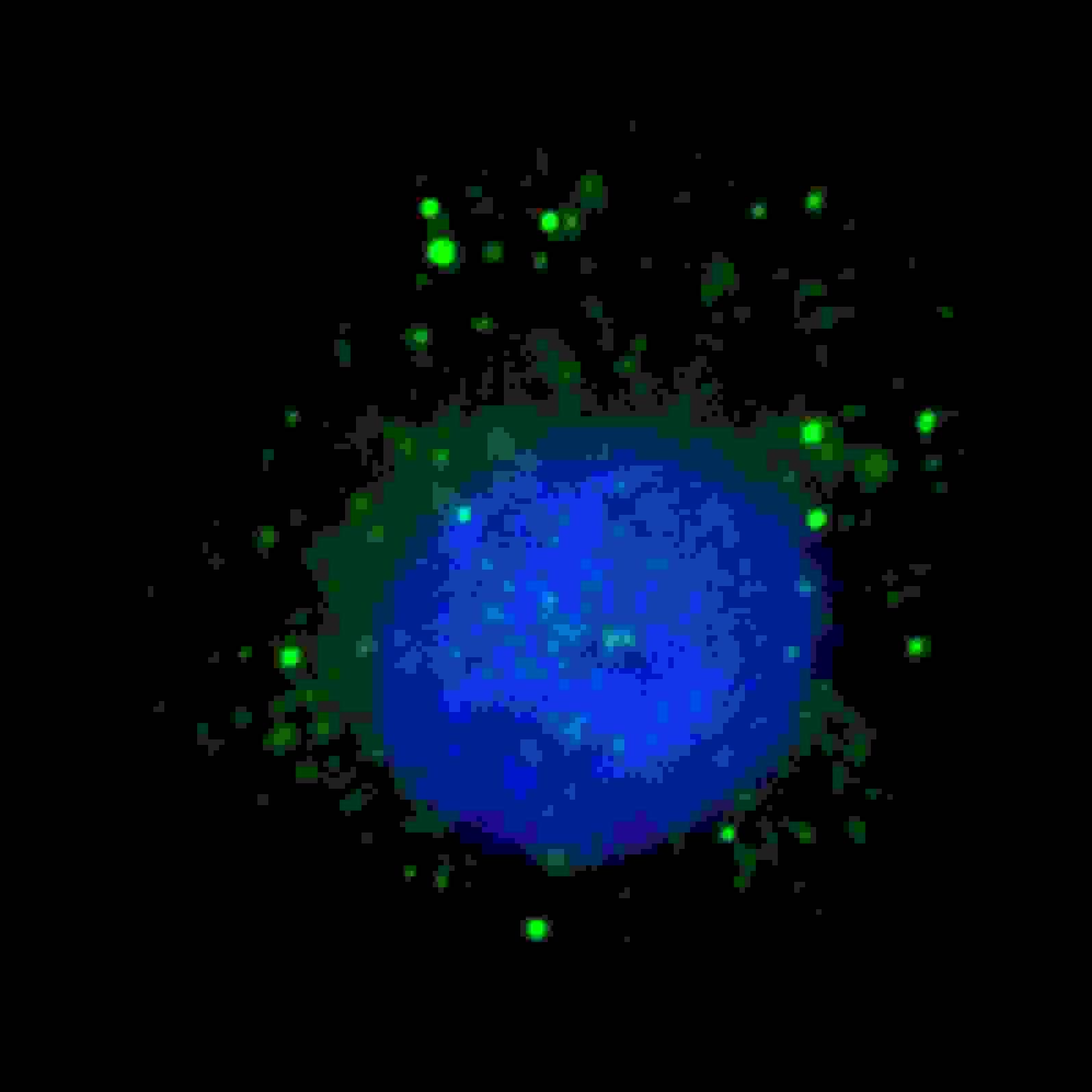 KIAA0226 / RUBICON Antibody (aa241-271)