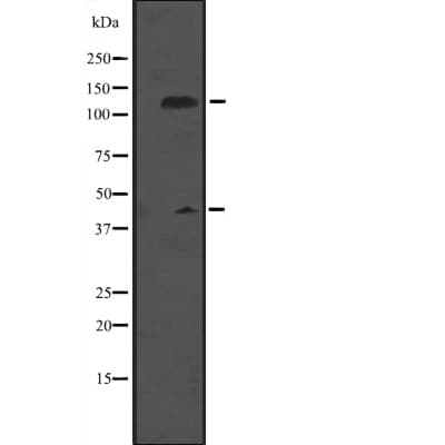 MCM9 Antibody