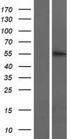 KRT74 / Keratin 74 Protein (Over-Expression Lysate Myc-DDK (Flag))