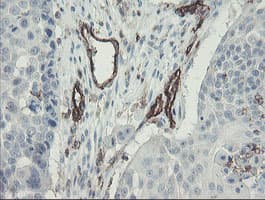PECAM-1 / CD31 Antibody (clone OTI3G4)