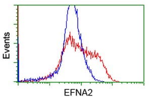 EFNA2 / Ephrin A2 Antibody (clone OTI1E12)