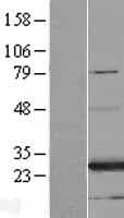 FAM3A Protein (Over-Expression Lysate Myc-DDK (Flag))