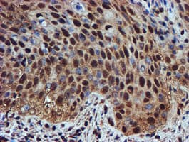 Endonuclease G / ENDOG Antibody (clone OTI5F1)