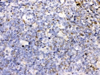 CD27 Antibody