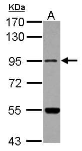 MARS2 Antibody (N-Terminus)