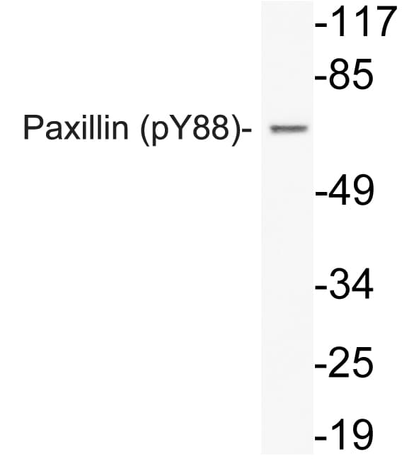 PXN / Paxillin Antibody (phospho-Tyr88)