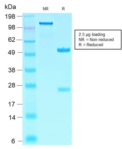 SOX10 Antibody (aa115-269, clone SOX10/2311R, Azide-free, Carrier-free)