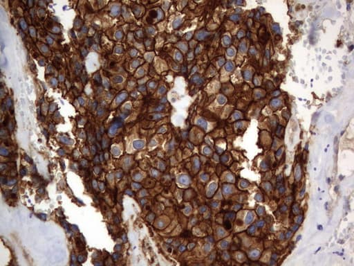 CD44 Antibody (clone UMAB133)
