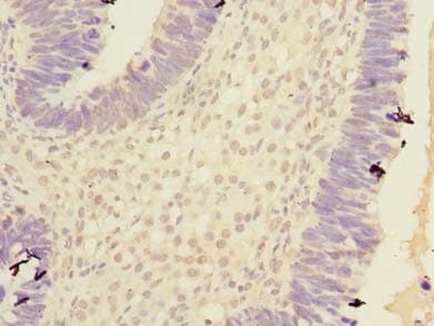 CPA2 Antibody