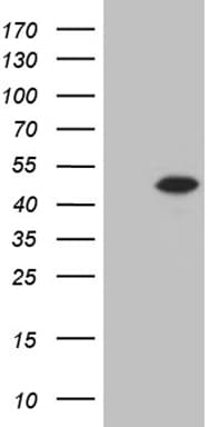 STX18 / Syntaxin 18 Antibody (aa1-285, clone OTI2C4, Carrier-free)