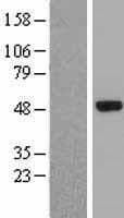 ELP4 Protein (Over-Expression Lysate Myc-DDK (Flag))