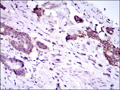 DNAL4 / Dynein Light Chain 4 Antibody (aa1-105, clone 3C10A4)