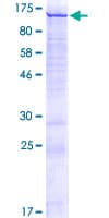 Human CATSPER1 / CATSPER Protein (Recombinant GST)