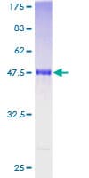 Human RGS4 Protein (Recombinant GST)