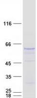 Human SMOX / PAO Protein (Recombinant Myc-DDK (Flag))