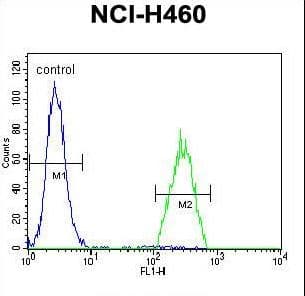 Polyclonal Rabbit anti-Human B3GALT5 Antibody (aa57-84, WB)