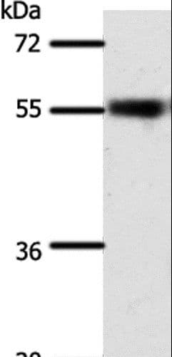 SLC32A1 / VGAT Antibody