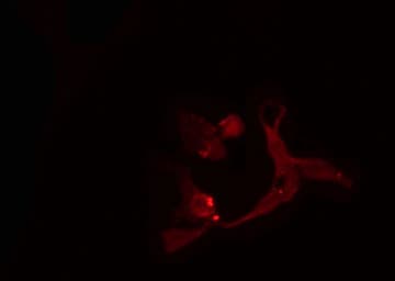 Polyclonal Rabbit anti-Human POLR1C / RPA39 Antibody (IF, WB)