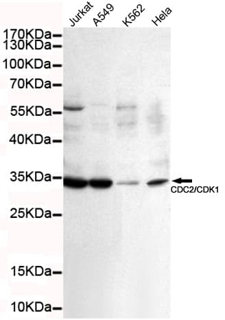 CDK1 / CDC2 Antibody