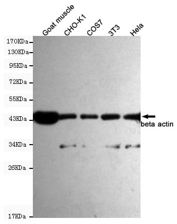 ACTB / Beta Actin Antibody