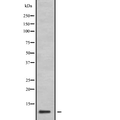 GNG11 Antibody