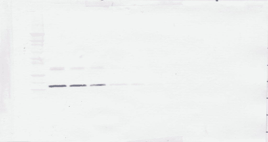 IL16 Antibody