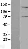 C15orf2 Protein (Over-Expression Lysate Myc-DDK (Flag))