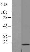 HIST2H3C Protein (Over-Expression Lysate Myc-DDK (Flag))