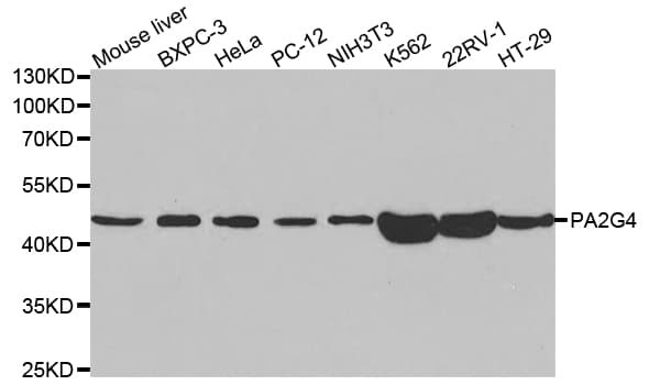 PA2G4 / EBP1 Antibody