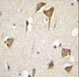 Myosin VI / MYO6 Antibody (aa1166-1195)