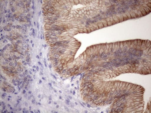 EGLN2 / PHD1 Antibody (clone OTI7H3, Carrier-free)