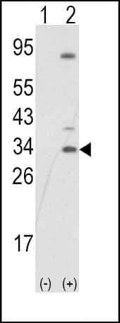 SNAI1 / SNAIL-1 Antibody (aa1-30)