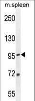 EFTUD1 Antibody (aa1062-1090)