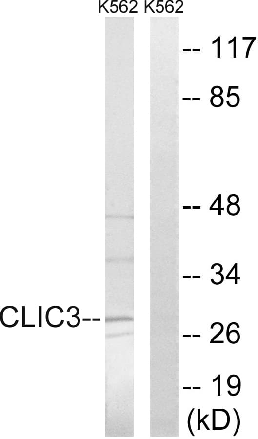 CLIC3 Antibody (aa21-70)