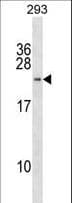 H2BFWT Antibody (aa62-88)