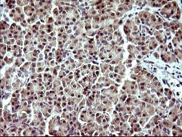 IDO1 / IDO Antibody (clone OTI2B5, Carrier-free)