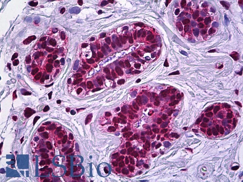 IHC-plus™ IRX2 Antibody (aa231-280)