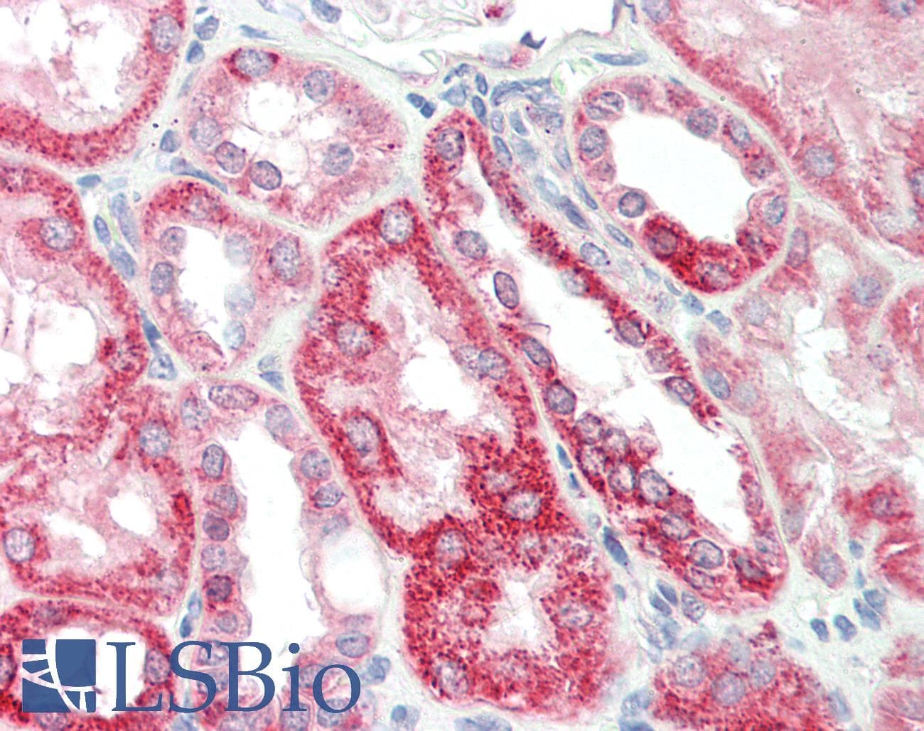 IHC-plus™ FH / Fumarase / MCL Antibody (clone 9G4)