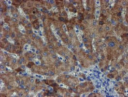 ZNF365 Antibody (aa108-407, clone OTI2D9)